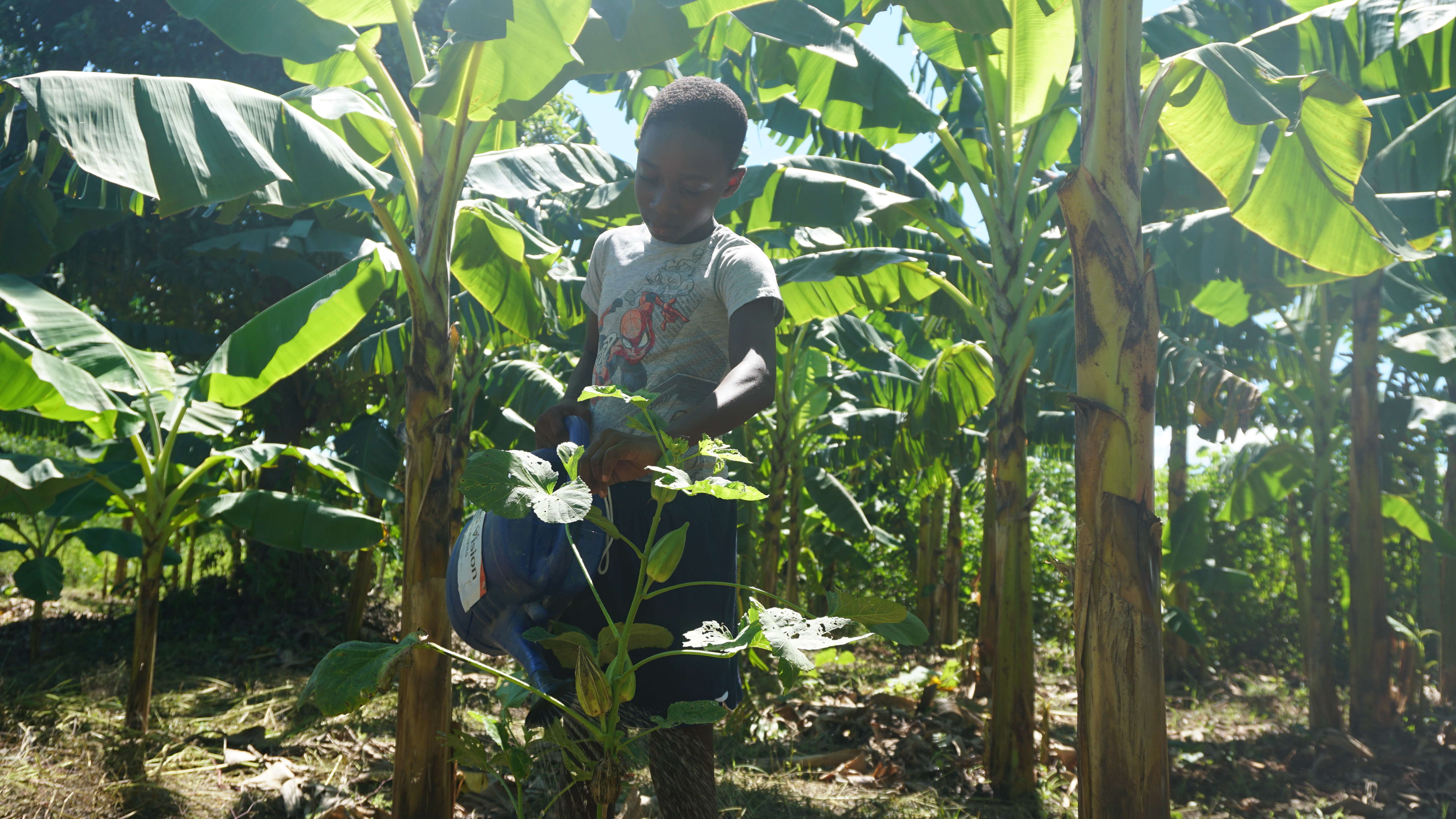Davidson from Haiti watering plants in the sun. 