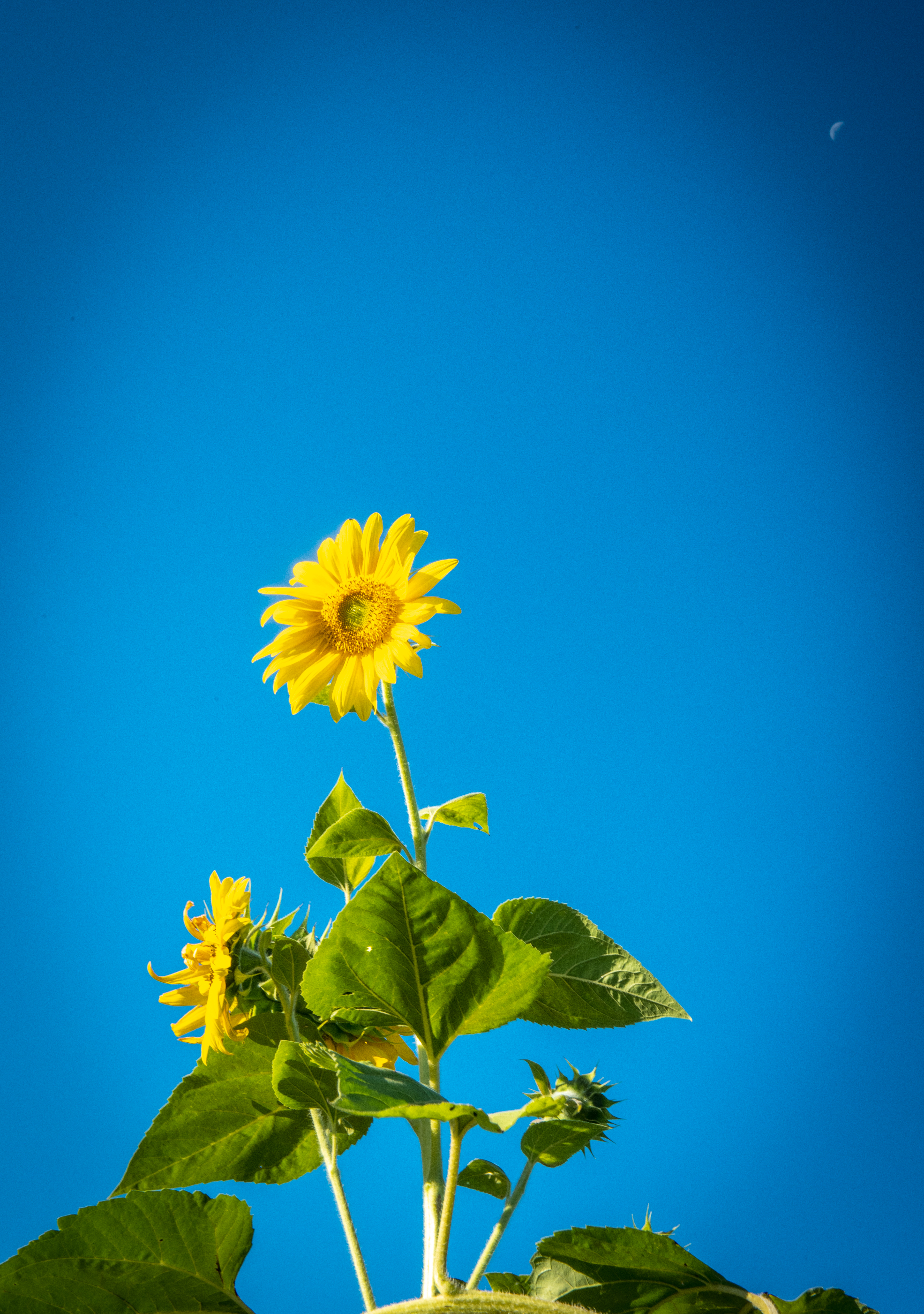 A bright, tall sunflower photographed against bright, clear blue sky