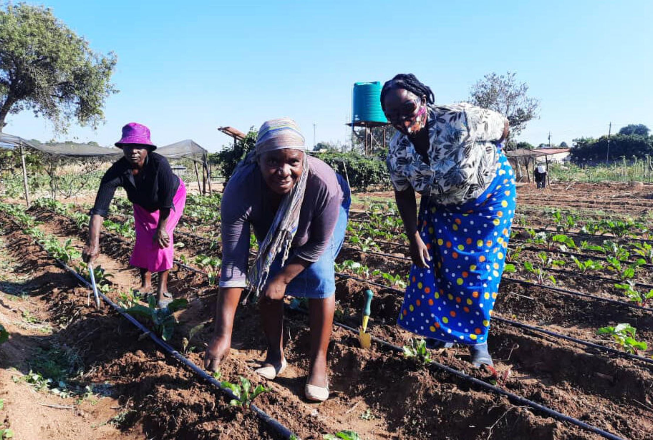 Three women from Zimbabwe attending to their crops in the nutrition garden