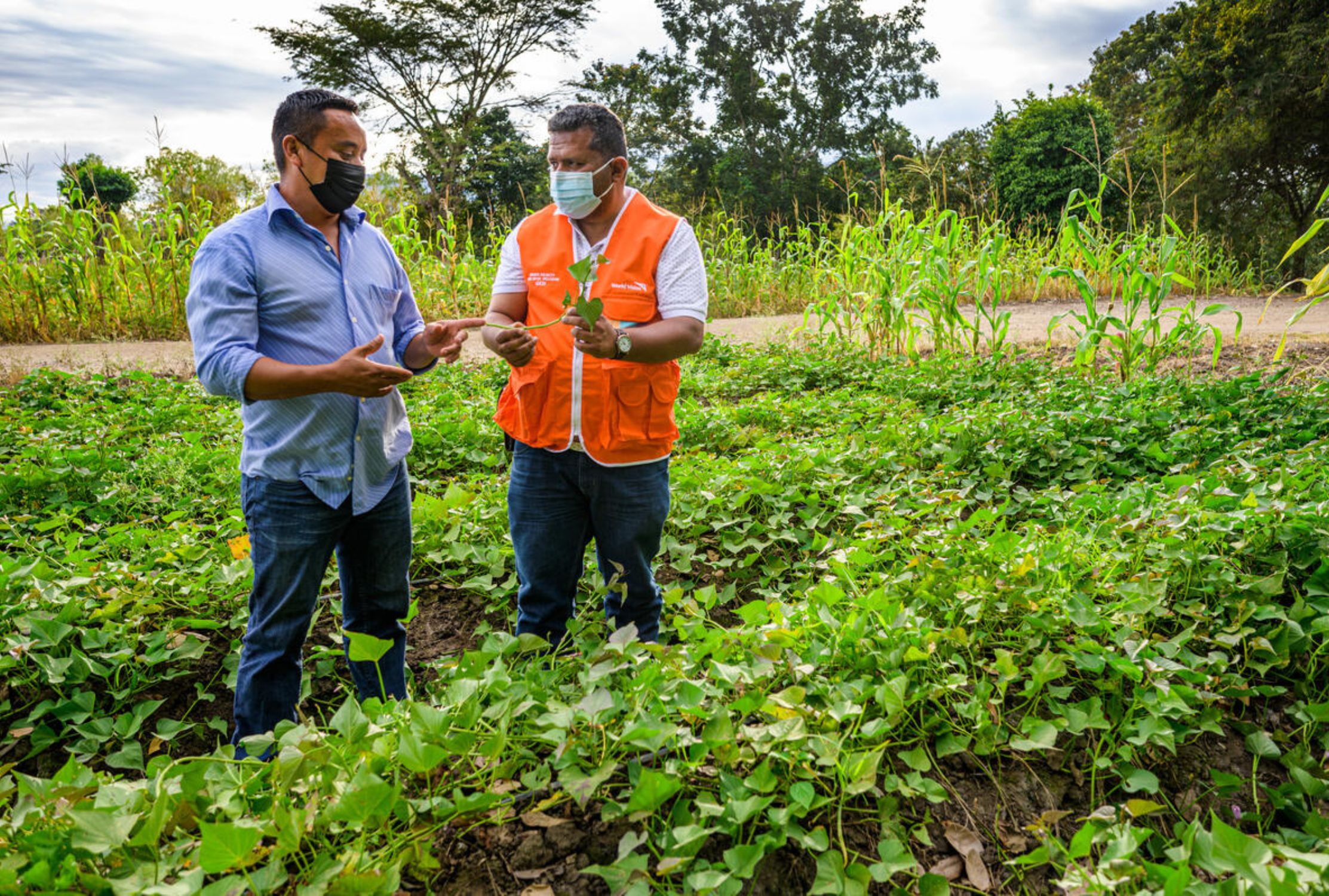 Honduras farmer and World Vision staff holding a sweet potato crop whilst standing in a farm 